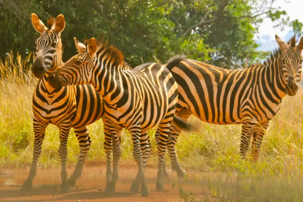 Akagera National Park Zebras
