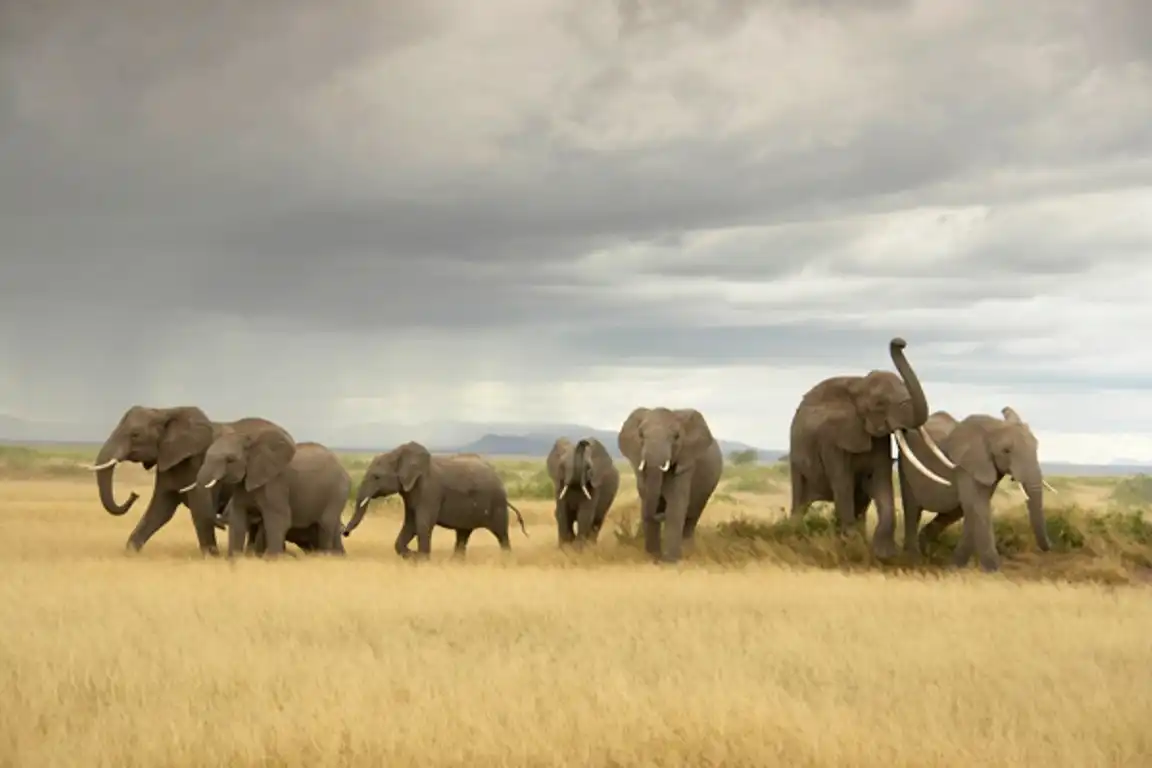 Elephant Herd Parks & Reserves of Southern Kenya