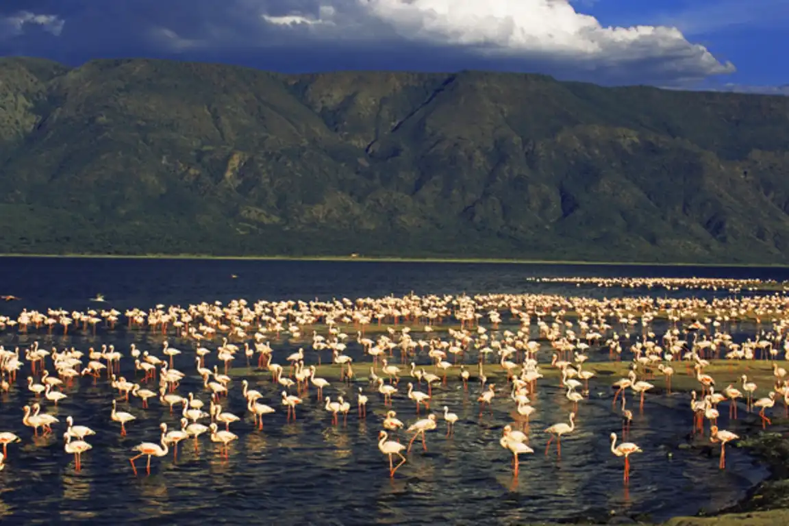 Lake Bogoria Flamingoes, The Great Rift Valley Lakes, Kenya