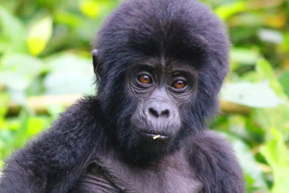 Rwanda  Baby Gorilla