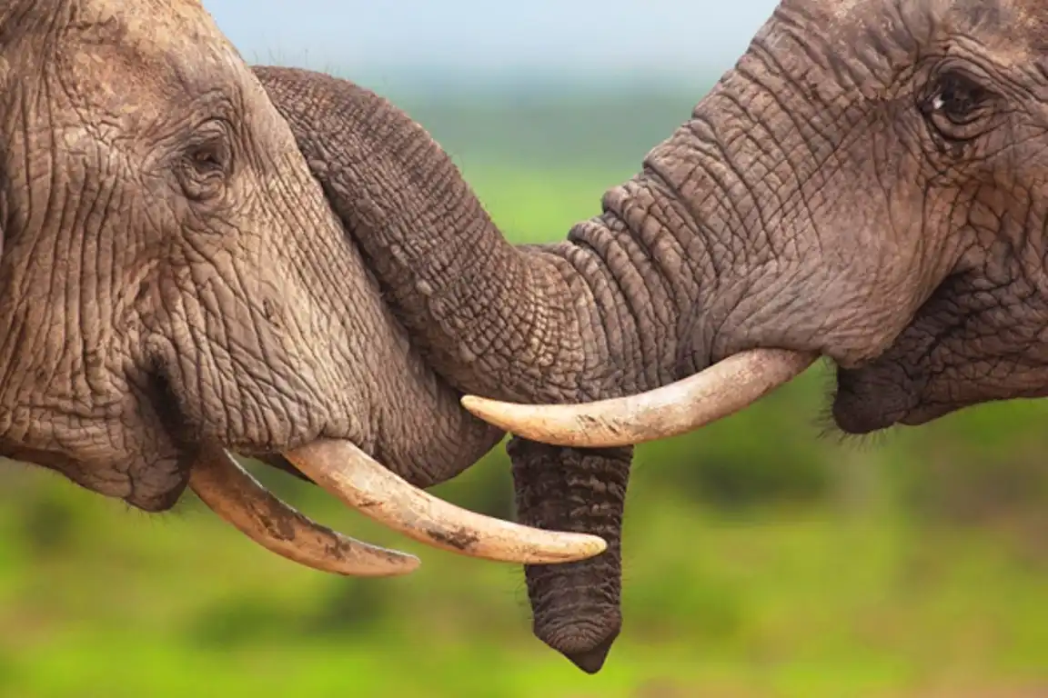 Elephants Embrace Tanzania Adventure Safari Holiday Vacations