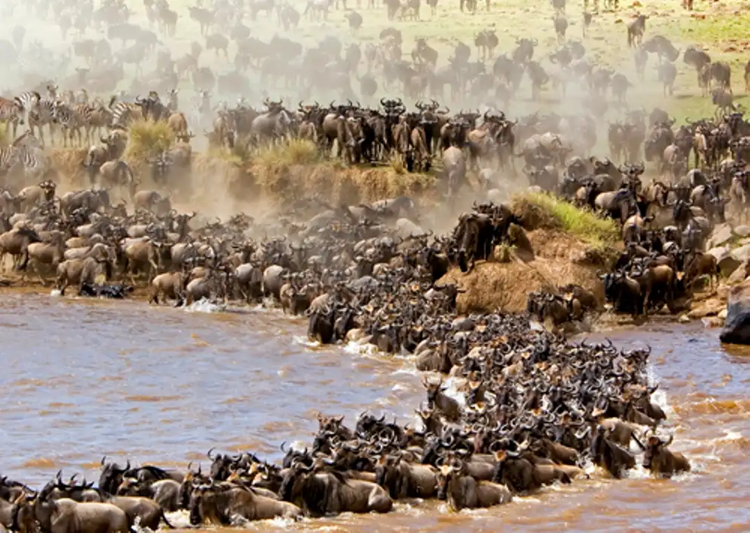 The Great Annual Wildebeest Migration Maasai Mara Game Reserve, Kenya