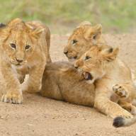 Wonders of Kenya Safari Holiday Vacation - 8 Days